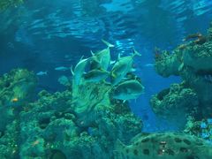 -芜湖新华联大白鲸海洋公园