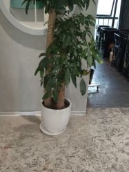 -逅续沙发自然卷专研
