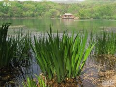-紫霞湖公园