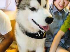 -Husky Go! 哈士奇体验馆·宠物咖啡厅狗咖