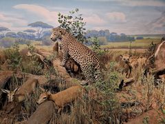 -陕西自然博物馆