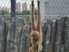 -武汉动物园