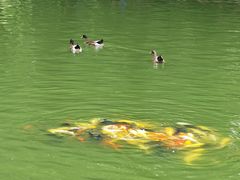 -团结湖公园
