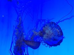 -上海海洋水族馆