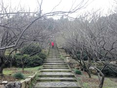 -香雪海