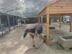 -长白岛森林公园