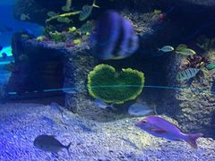 -沙沙哗啦海洋馆(华宇百花谷店)