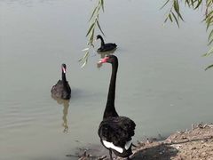 -长兴太湖图影湿地文化园