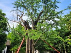 -上海佘山国家森林公园天马山园