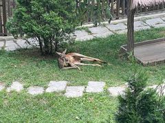 -大连森林动物园