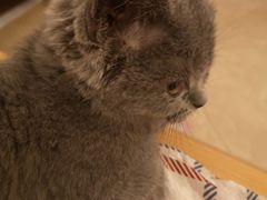 -lincat·猫舍(广州店)