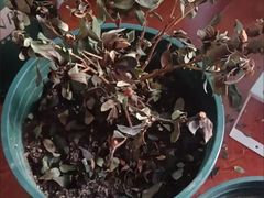 -昌平兴寿秀秀草莓采摘园