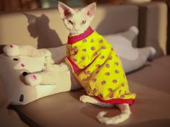 -猫腻·猫咖·撸猫馆(星光大道店)