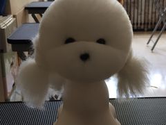 -优缇多格专业宠物美容师培训学校