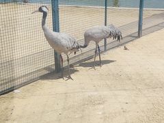 -盐城丹顶鹤湿地生态旅游区