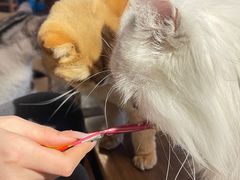 -猫猫幼稚园·撸猫·桌游·电玩