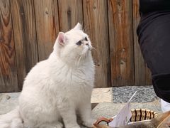 -喵屿·大理花园猫咖