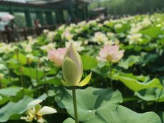 -莲花池公园