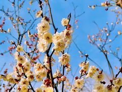 -梅花山(明孝陵内)