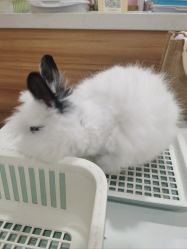 -Moni星球萌宠·小马宝莉·灵蛇·高端高阶全萌宠互动体验俱乐部(红豆国际广场店)