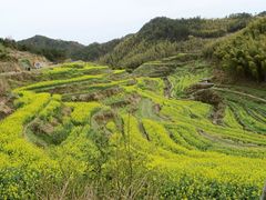 -灵山景区梯田