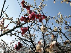 -蜀冈西峰生态公园