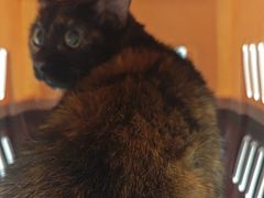 -安安宠医宠物医院·异宠·犬猫内科(岳阳分院)