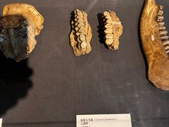 -北京周口店北京人遗址博物馆