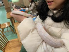 玉米蛇-藦茜花园宠物主题亲子互动体验馆(国顺东路店)
