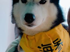 -Husky Go! 哈士奇体验馆·宠物咖啡厅狗咖