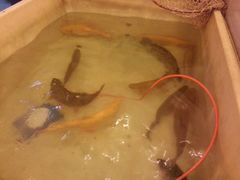 -三文彩虹鳟鱼庄