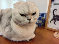 -有猫主题·治愈系猫咖(曾厝垵店)