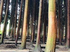 -武陵山森林公园