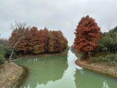 -贡湖湾湿地公园
