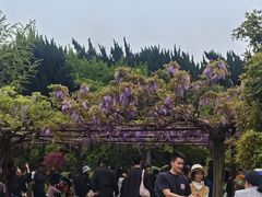 -嘉定紫藤园