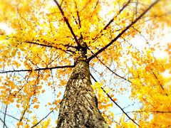 -重庆中央公园(渝北区)