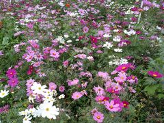 -松山湖梦幻百花洲