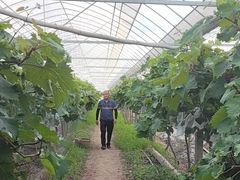 -马陆小张葡萄园农家乐