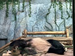 -深圳野生动物园