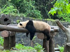 -都江堰中华大熊猫苑