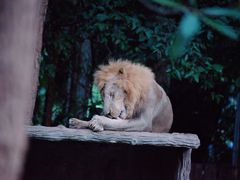 -清迈夜间动物园