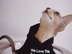 -猫十亿·布偶金渐层·曼基康矮脚猫舍(青年路店)