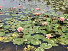 -芒洲湿地公园