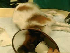 -骐奇宠物诊疗中心(南亭公路店)