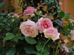 -花·fleur古董西餐厅(西城夜未央店)