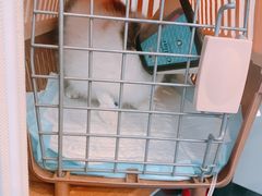 -伟伟宠物医院·瑞派猫友好医院·猫科(光谷店)