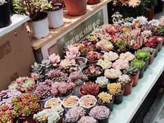-武汉花鸟市场