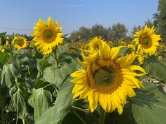 -汉长安城未央宫国家考古遗址公园