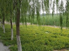 -西青郊野公园