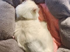 -Meowの猫咖(万家丽店)